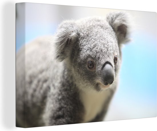 Canvas Schilderij Koala - Portret - Dier - Wanddecoratie