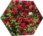 WallClassics - Dibond Hexagon - Rode Rozenstruik - 60x52.2 cm Foto op Hexagon (Met Ophangsysteem)