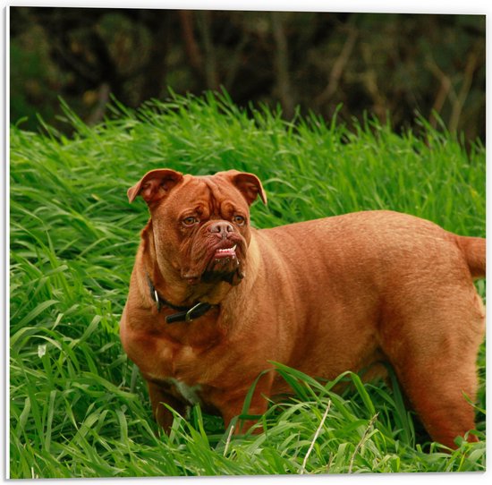 WallClassics - PVC Schuimplaat - Hond Opzoek naar de Bal in het Gras - 50x50 cm Foto op PVC Schuimplaat (Met Ophangsysteem)