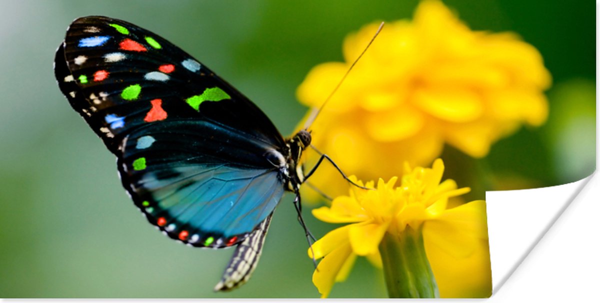 Poster Vlinder - Bloem - Dier - Insect - 150x75 cm