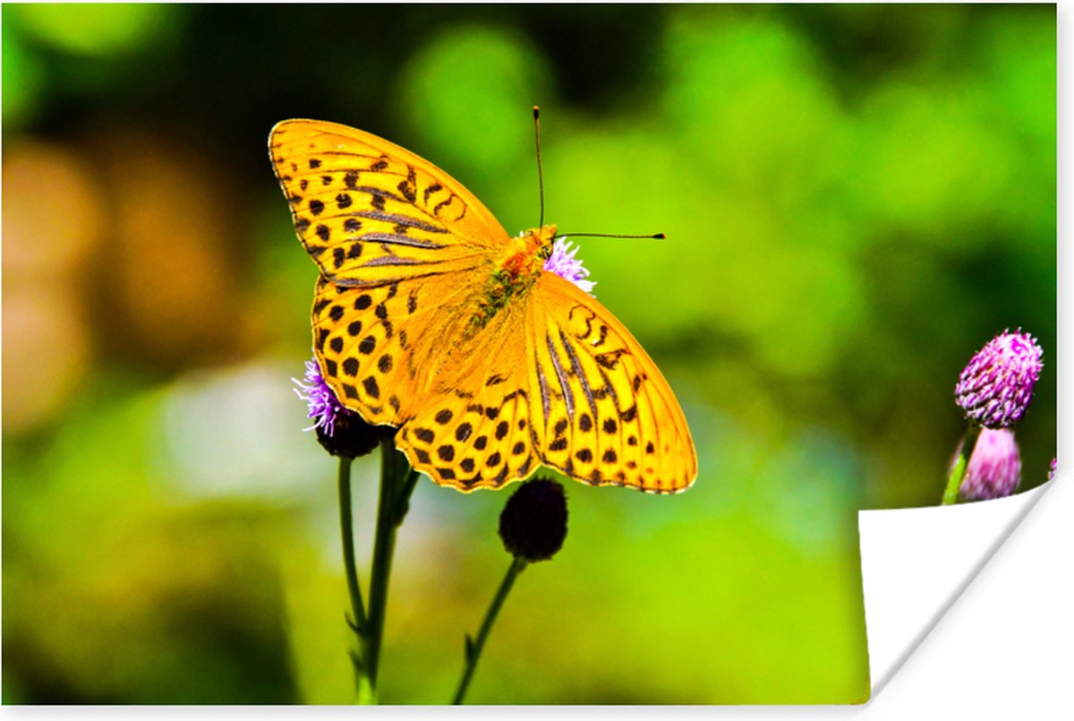 Poster Vlinder - Tijger - Bloem - 120x80 cm