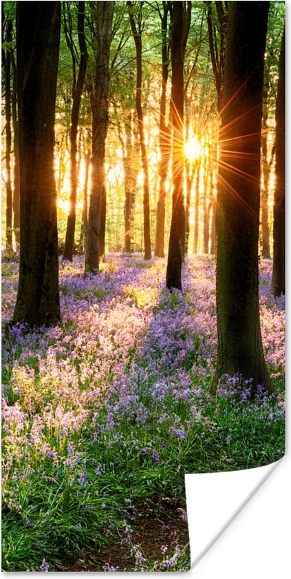 Poster Bos - Bloemen - Lavendel - Zon - Paars - Natuur