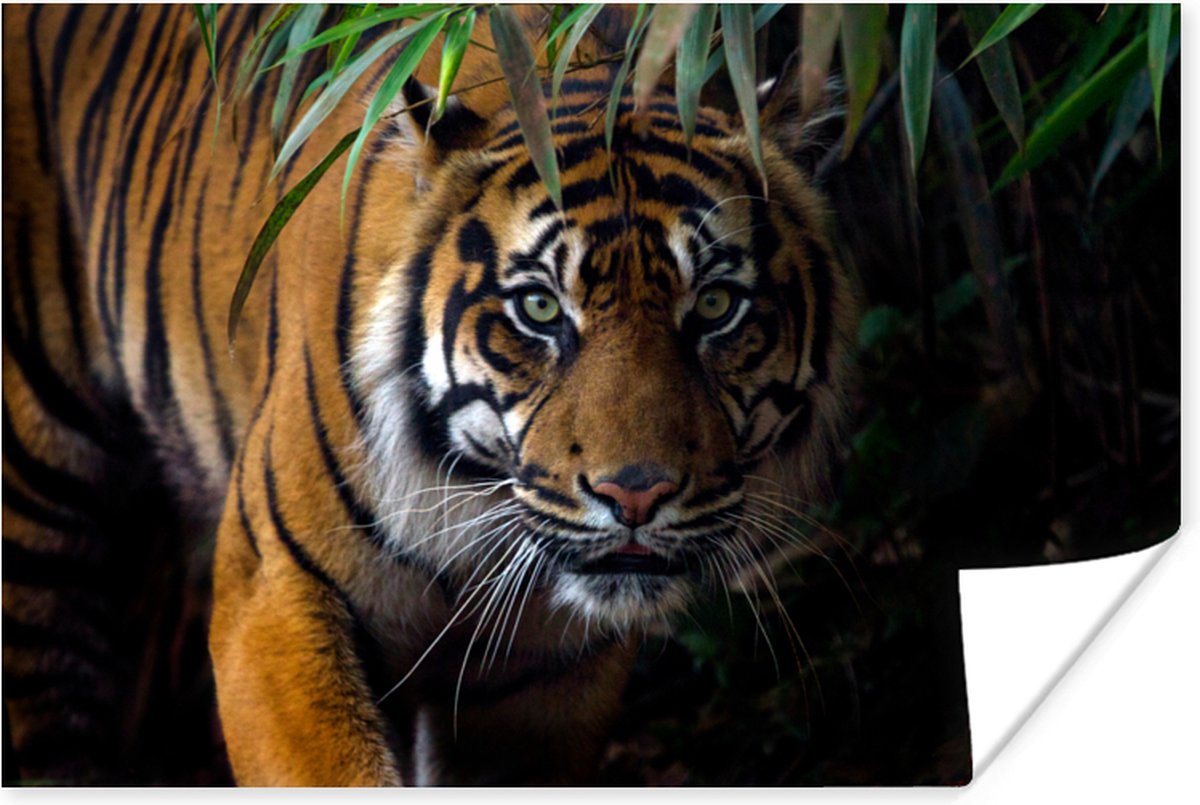 Poster Tijger - Bladeren - Jungle - Dieren - Wild - 30x20 cm
