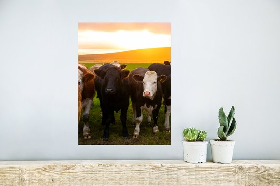 Affiche Vaches - Collines - Coucher de soleil - 30x40 cm