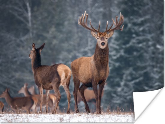 Poster Bosdieren - Hert - Landschap - Winter - Sneeuw - Natuur - 80x60 cm