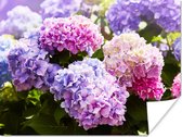 Affiche - Cadre photo - Hortensia - Fleurs - Plantes - Feuilles - Nature - Cadre - 120x90 cm - Affiche fleurs - Cadre affiche - Cadre photo - Décoration murale