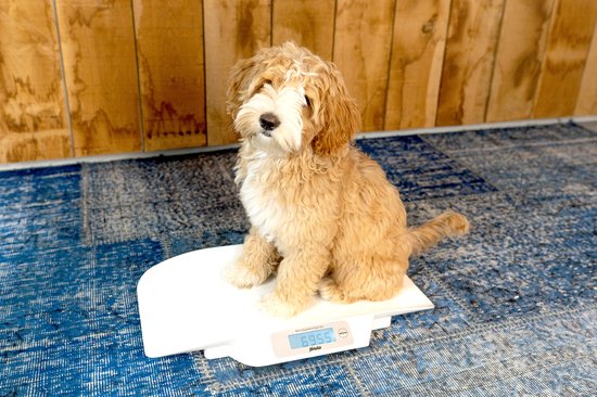 Alecto BC-30 - Babyweegschaal - Ook voor dieren - Inclusief Draagtas
