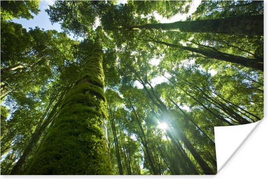 Poster De gifgroene bomen in een regenwoud met doorbrekende zon - 180x120 cm XXL