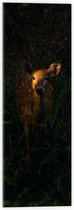 WallClassics - Acrylglas - Hertje in het Bos - 20x60 cm Foto op Acrylglas (Met Ophangsysteem)