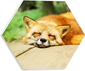 WallClassics - Panneau de mousse PVC Hexagone - Renard endormi - Photo 30 x 26,1 cm sur hexagone (avec système de suspension)