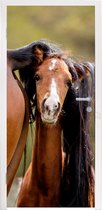 Deursticker Paarden - Natuur - Bruin - 75x205 cm - Deurposter