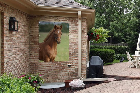 Affiche jardin - Toile Posters de jardin extérieur - Cheval - Animal - Herbe - 90x120 cm - Jardin