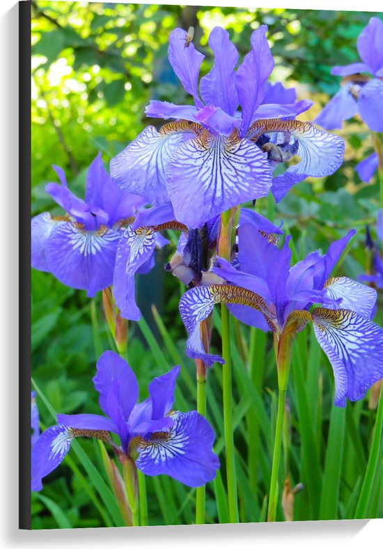 WallClassics - Canvas  - Siberische Iris Bloem in het Paars - 60x90 cm Foto op Canvas Schilderij (Wanddecoratie op Canvas)