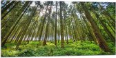 WallClassics - Drapeau - Pleine Forêt Verte - 100x50 cm Photo sur Drapeau Polyester