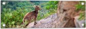 WallClassics - Tuinposter – Steenbok op de Berg - 60x20 cm Foto op Tuinposter  (wanddecoratie voor buiten en binnen)