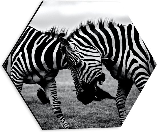 WallClassics - Dibond Hexagon - Stoeiende Zebra's Zwart-Wit - 30x26.1 cm Foto op Hexagon (Met Ophangsysteem)