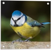 WallClassics - Tuinposter – Pimpelmees Vogel - 50x50 cm Foto op Tuinposter  (wanddecoratie voor buiten en binnen)