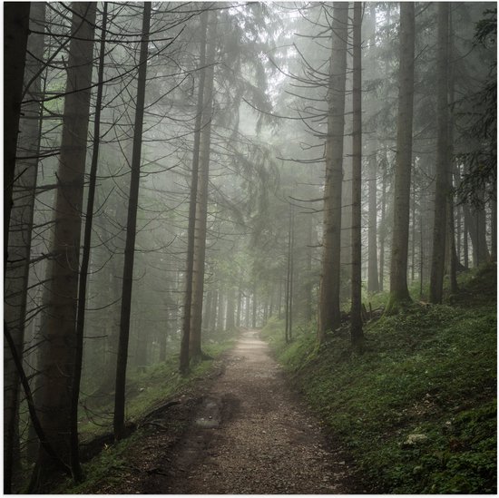 WallClassics - Poster Glossy - Brouillard sur Chemin Forestier avec Arbres Étroits - Photo 50x50 cm sur Papier Poster avec Finition Brillante