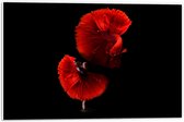 WallClassics - PVC Schuimplaat - Danser met Rode Jurk en Vis - 60x40 cm Foto op PVC Schuimplaat (Met Ophangsysteem)