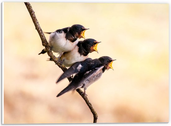 WallClassics - PVC Schuimplaat - Drie Hongerige Vogeltjes - 40x30 cm Foto op PVC Schuimplaat (Met Ophangsysteem)