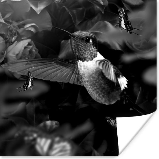 Affiche Colibri entre les fleurs roses anciennes et les papillons - noir et blanc - 50x50 cm