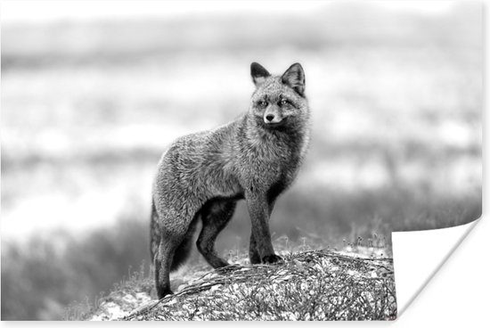 Poster Renard gris dans un paysage enneig noir et blanc