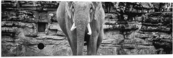 WallClassics - Drapeau - Éléphant au zoo Zwart - Wit - 120x40 cm Photo sur Drapeau Polyester