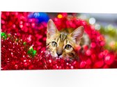 WallClassics - PVC Schuimplaat - Poes tussen de Rode Bloemen - 100x50 cm Foto op PVC Schuimplaat (Met Ophangsysteem)