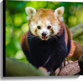 WallClassics - Canvas  - Rode Panda in de Boom - 60x60 cm Foto op Canvas Schilderij (Wanddecoratie op Canvas)