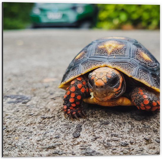 WallClassics - Dibond - Schildpad op de Oprit - 50x50 cm Foto op Aluminium (Wanddecoratie van metaal)