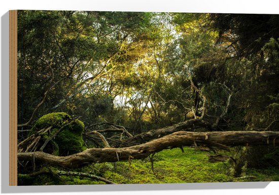 WallClassics - Bois - Troncs, Branches et Feuilles en Forêt - 60x40 cm - 12 mm d'épaisseur - Photo sur Bois (Avec Système d'accrochage)