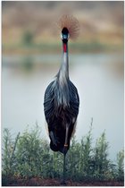 WallClassics - Poster (Matte) - Grue Majestueuse dans les Herbes Vertes sur l' Water - 70x105 cm Photo sur Papier Poster avec un Aspect Mat