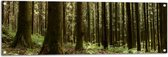 WallClassics - Poster de Jardin - Arbres et Plantes de la Forêt - 120x40 cm Photo sur Poster de Jardin (décoration murale pour l'extérieur et l'intérieur)