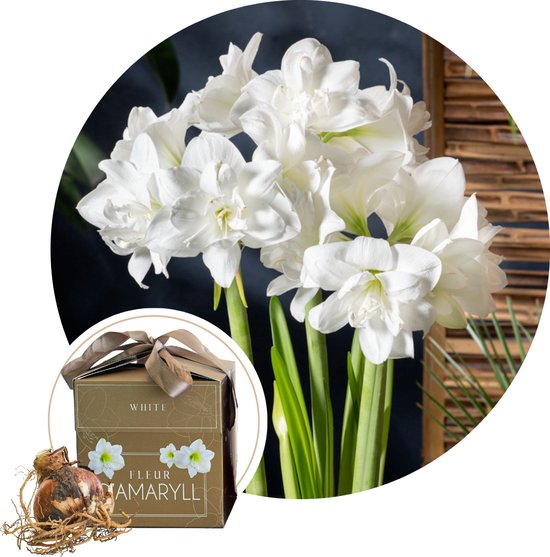 Produktbild von Amaryllis - 3er-Set - Hippeastrum 'Xmas Sweater Mix