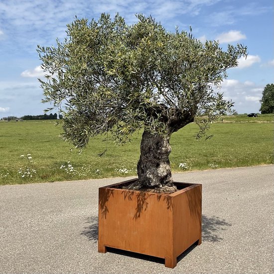 Garden of Steel - cortenstaal plantenbak - op poten - 800x800x800 mm