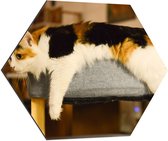 WallClassics - Dibond Hexagone - Chat tacheté marron/ Zwart étendu sur Pouf - 80x69,6 cm Photo sur Hexagone (Avec système d'accrochage)