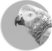 WallClassics - Cercle mural en panneau de mousse PVC - Tête de perroquet en Zwart et blanc - Photo 60 x 60 cm sur cercle mural (avec système de suspension)