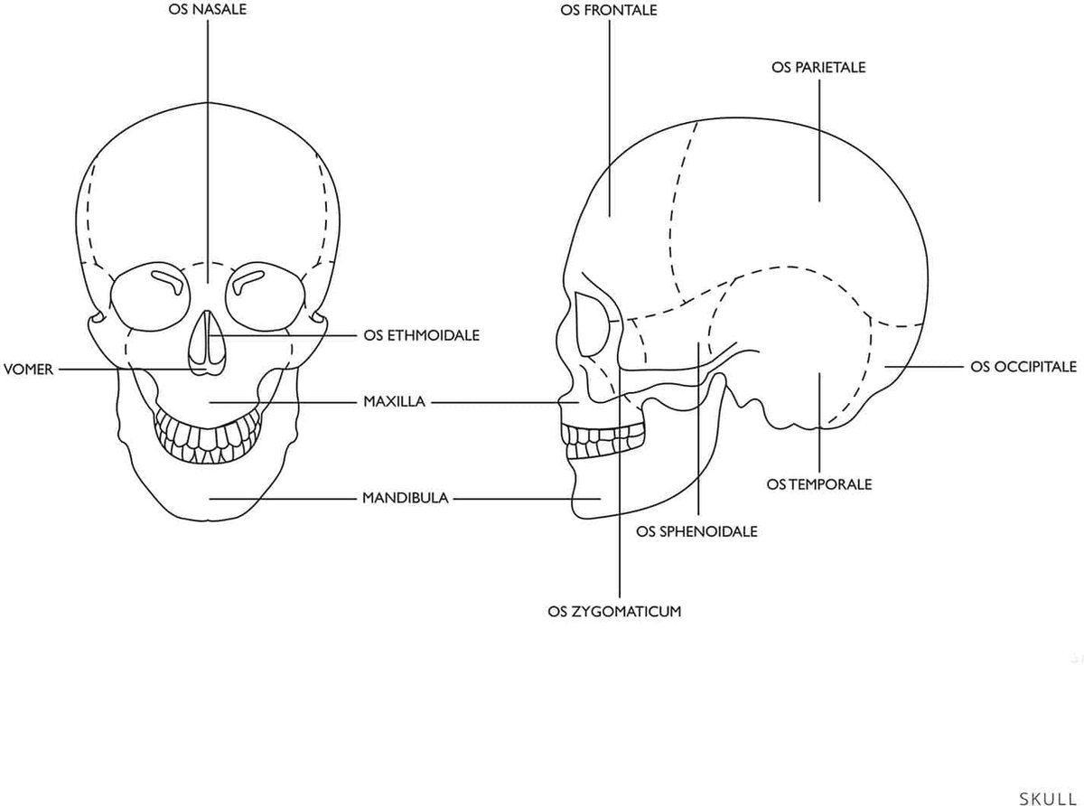 Physa Anatomisch model schedel - wit | bol.com