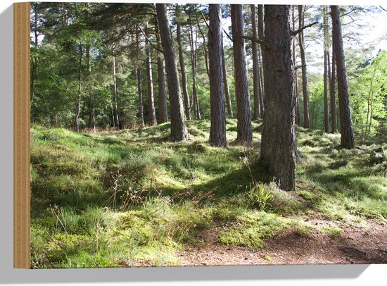 WallClassics - Hout - Mooie Picknick Plek in het Bos - 40x30 cm - 12 mm dik - Foto op Hout (Met Ophangsysteem)