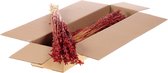 Gedroogde Bloemen Rood Haver (avena) - 1 bundel