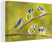 Canvas - Schilderij vogels - Vogel - Pimpelmees - Takken - Zon - Schilderijen op canvas - Canvas doek - 120x80 cm - Muurdecoratie - Interieur