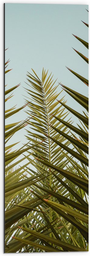 WallClassics - Dibond - Palmboom Planten met Blauwe Lucht - 30x90 cm Foto op Aluminium (Met Ophangsysteem)