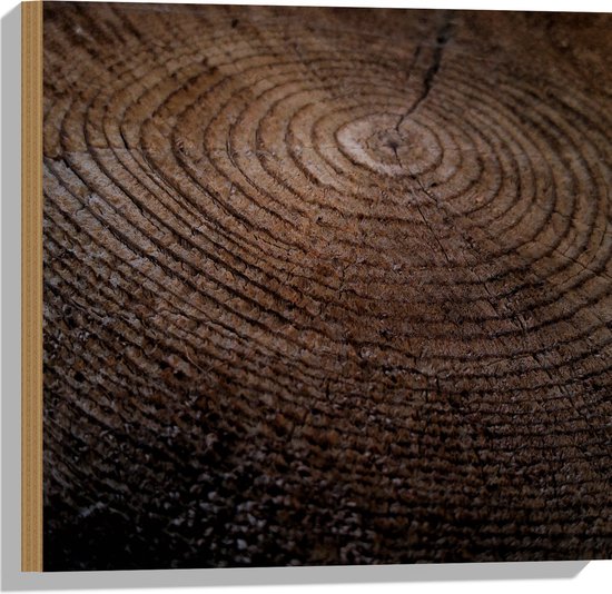 WallClassics - Hout - Oude Dikke Boomstam - 50x50 cm - 12 mm dik - Foto op Hout (Met Ophangsysteem)