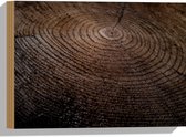 WallClassics - Hout - Oude Dikke Boomstam - 40x30 cm - 12 mm dik - Foto op Hout (Met Ophangsysteem)