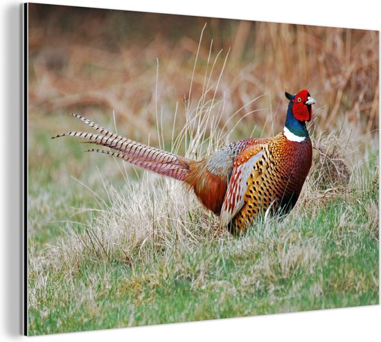 Un faisan coloré dans le pré pendant l'hiver Aluminium 180x120 cm - Tirage photo sur Aluminium (décoration murale métal) XXL / Groot format!