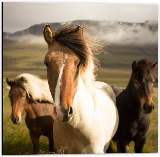 WallClassics - Dibond - Drie Paarden op een Heuvel - 50x50 cm Foto op Aluminium (Wanddecoratie van metaal)