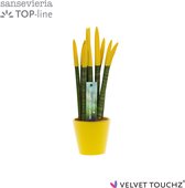 Sansevieria Velvet Touchz® Geel in Keramiek