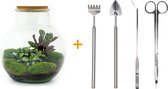 Terrarium - Teddy - ↑ 30 cm - Ecosysteem plant - Kamerplanten - DIY planten terrarium - Mini ecosysteem + Hark + Schep + Pincet + Schaar