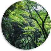 WallClassics - Cercle mural en panneau de mousse PVC - Différents Arbres dans la forêt - Photo 30x30 cm sur cercle mural (avec système d'accrochage)