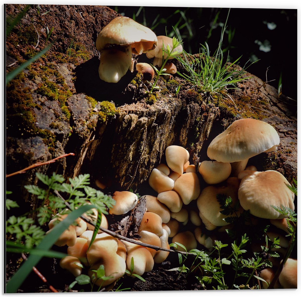 Dibond - Bruine Paddenstoelen op een Boomstam - 50x50 cm Foto op Aluminium (Wanddecoratie